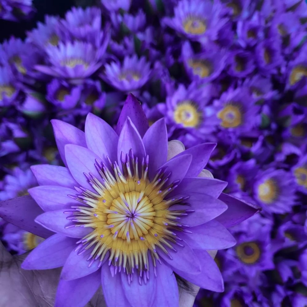 Altruistik™ Organic Blue Lotus Flowers - Natural Calming Herbal Tea