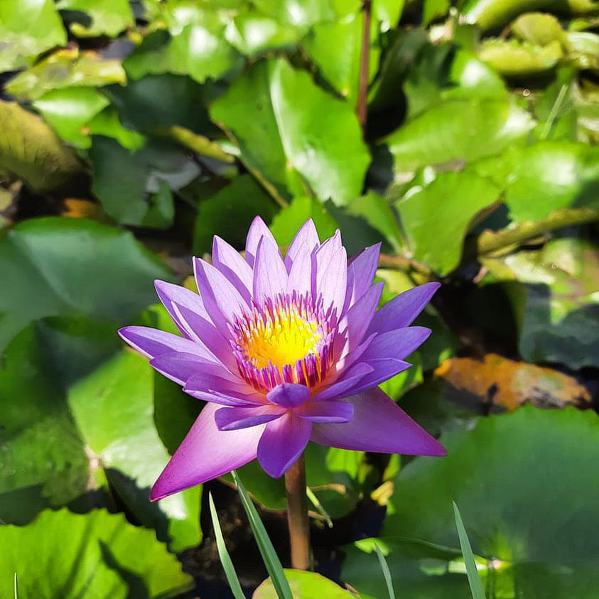 Organic Blue Lotus Extract – 100g-1kg Paste or Powder – Premium Herbal Supplement for Relaxation & Wellness