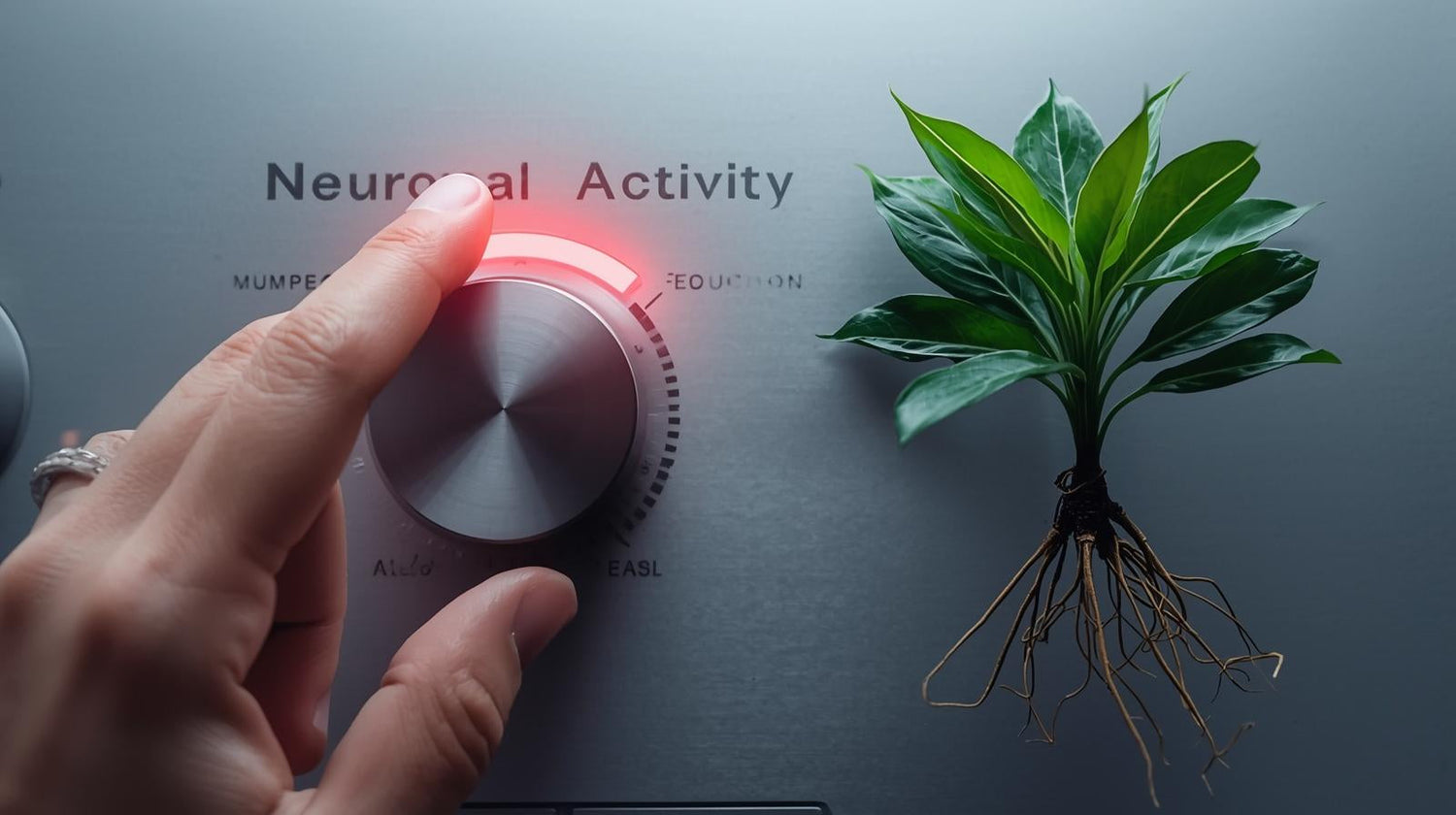 🧠 Kava for Anxiety-Induced Insomnia: Turning Off the Racing Mind for Sleep
