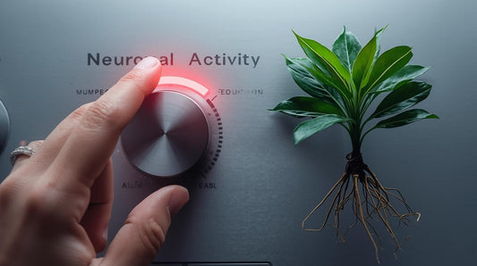 🧠 Kava for Anxiety-Induced Insomnia: Turning Off the Racing Mind for Sleep