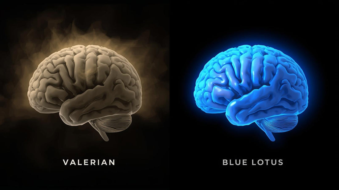 🌙 Blue Lotus vs. Valerian Root: The Superior Choice for Restful Sleep