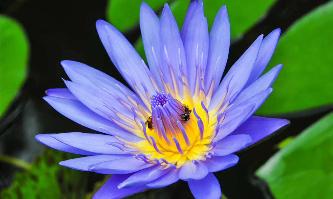 Blue Lotus Gummies