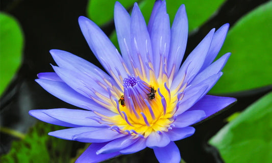 Blue Lotus Gummies