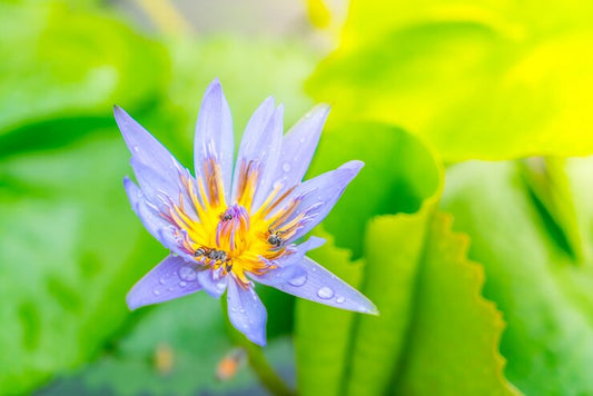 blue lotus flowers