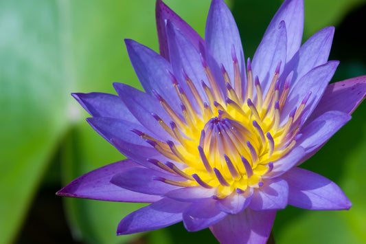 Blue Lotus Flowers as a Natural Relaxant Herb