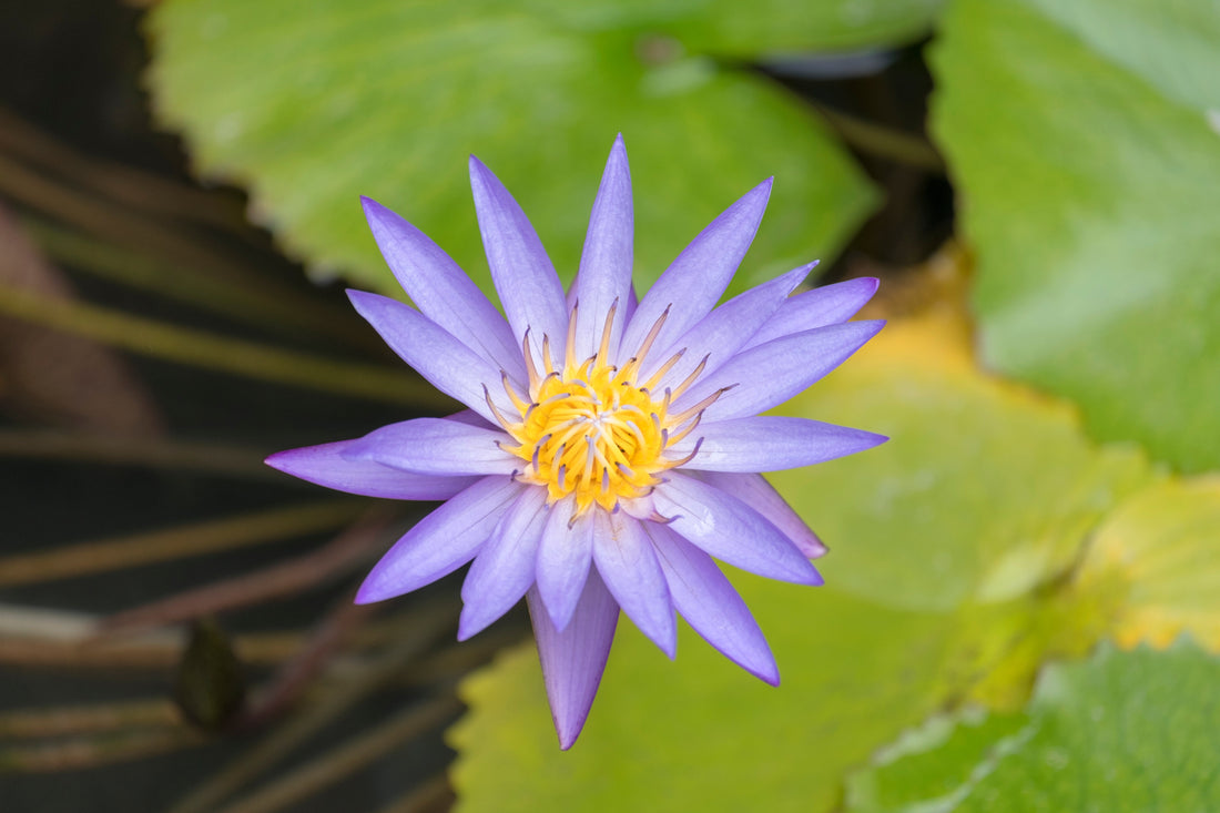 What Are Blue Lotus Flowers? Benefits, Uses, and History