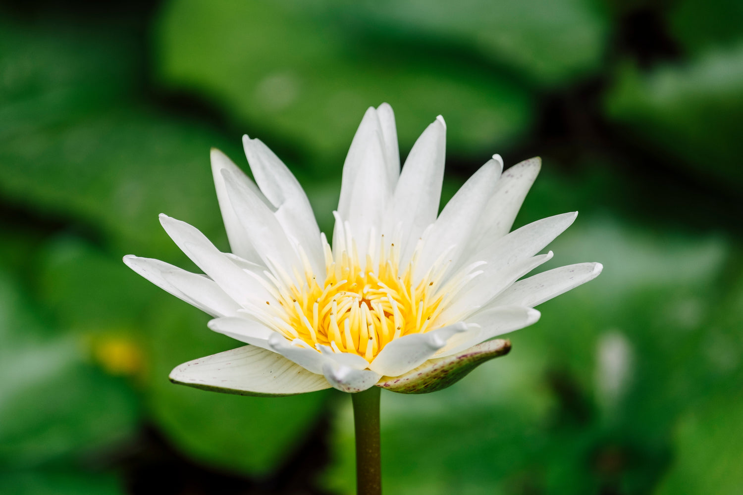 White Lotus Flowers