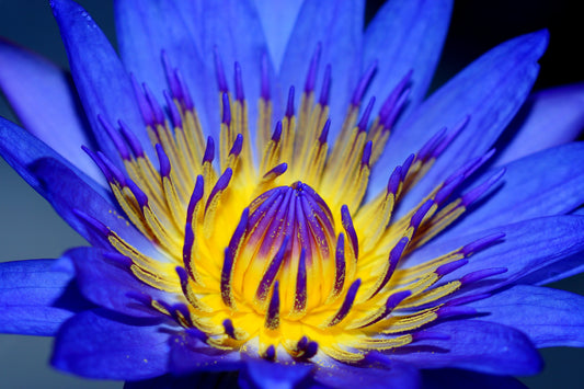  blue lotus flowers