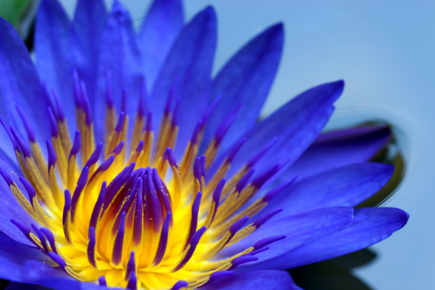 Blue Lotus Flowers