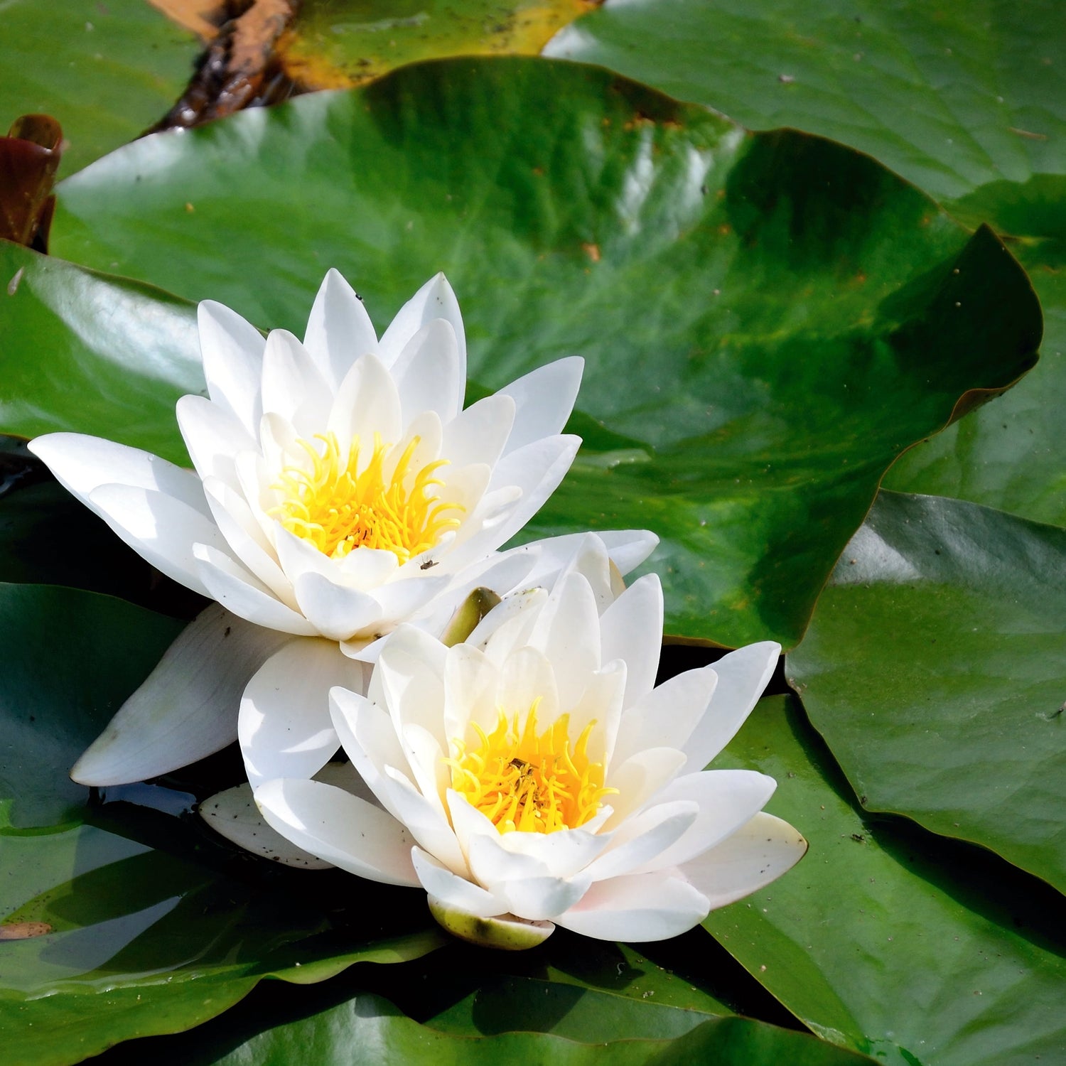 White Lotus Flowers