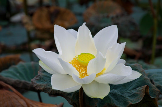 Transform Your Wellness with White Lotus Flower Benefits