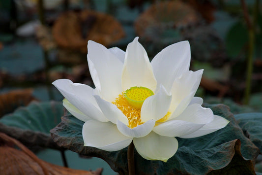 White Lotus Flower 