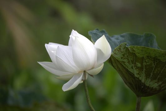 White Lotus Flowers A Natural Way to Relax and Restore Balance