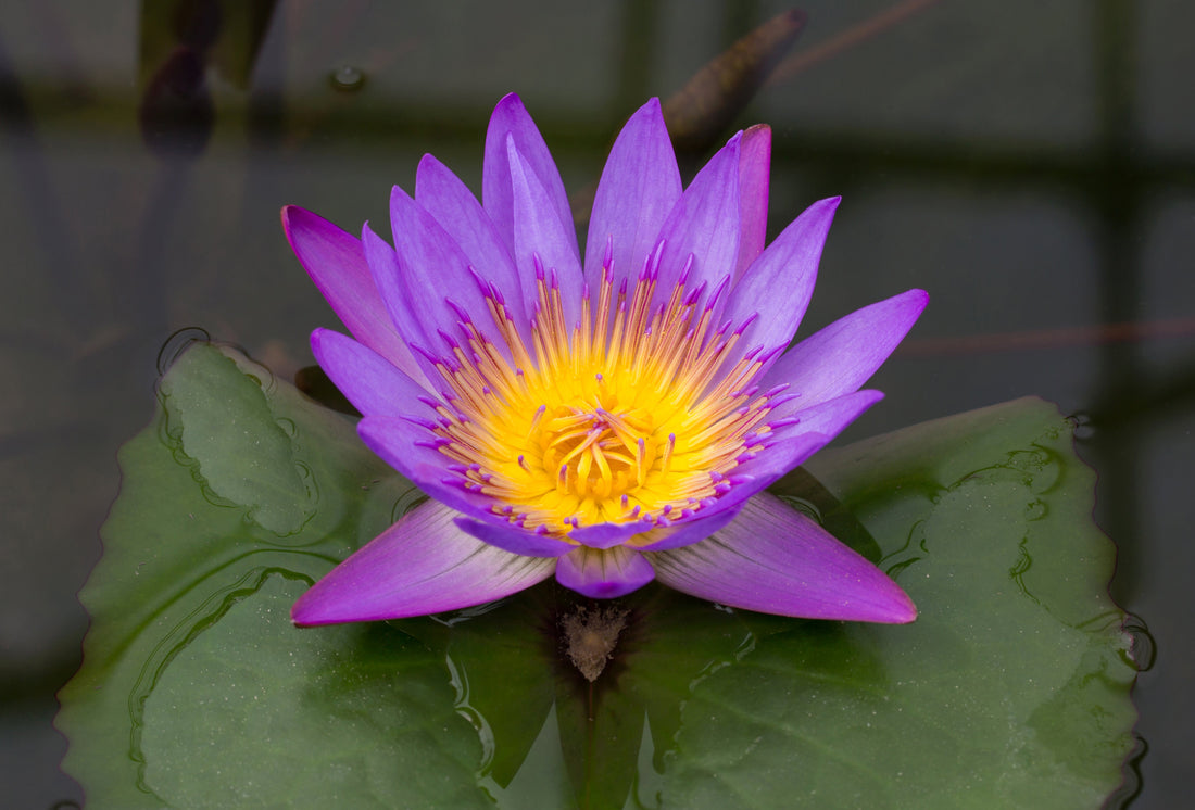  Blue Lotus Flowers 