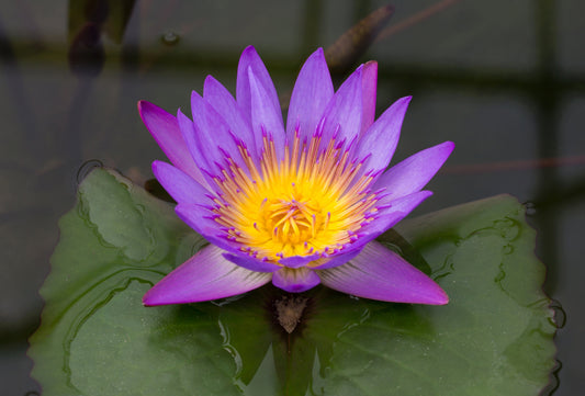 Relax & Focus Naturally with Blue-Lotus-Flowers