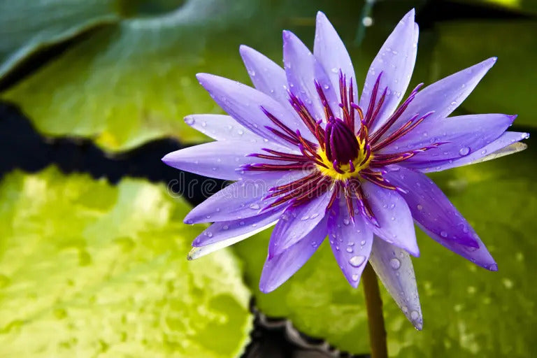 Blue Lotus Flowers: Benefits, Uses, History & Complete Guide