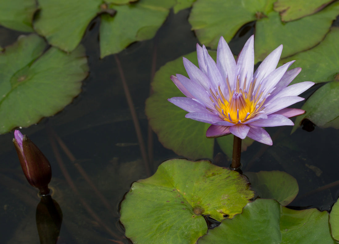 Blue Lotus Flowers: An Ancient Herb With a Very Modern Purpose
