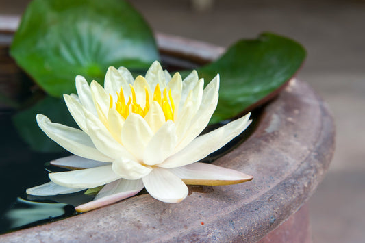 Buy Organic White Lotus Flowers for Herbal Tea | Altruistik