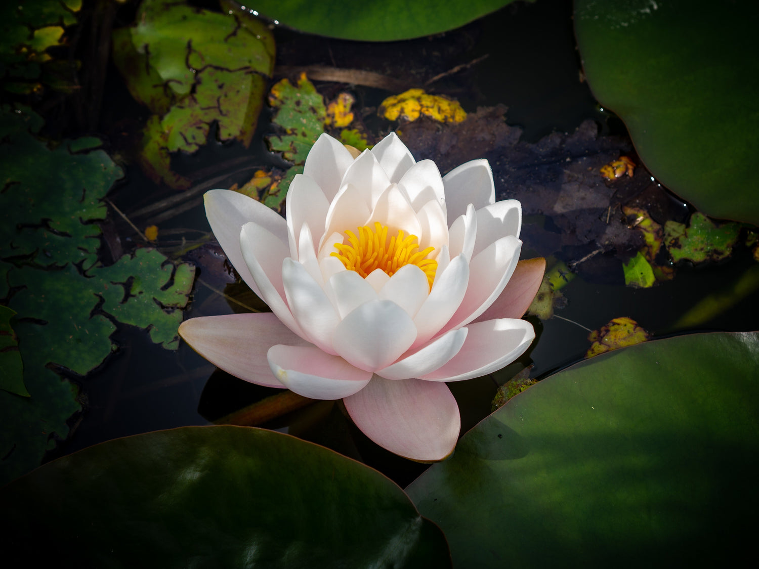  White Lotus Flowers