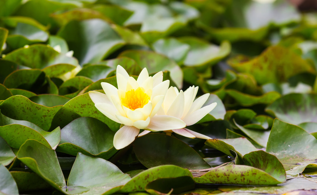 Best Organic White Lotus Flowers for Herbal Tea