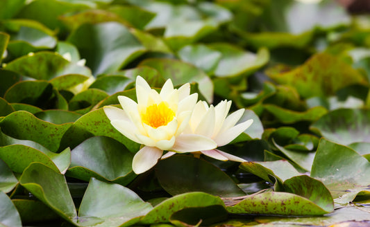 Best Organic White Lotus Flowers for Herbal Tea