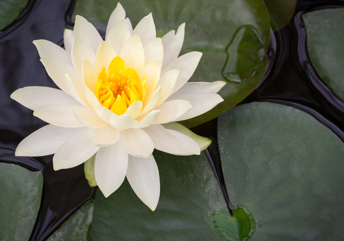 White Lotus Flowers